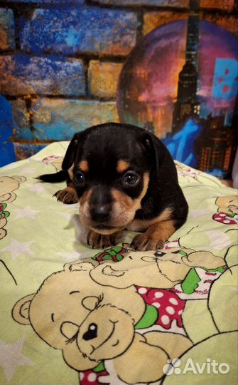 Той-терьер щенки