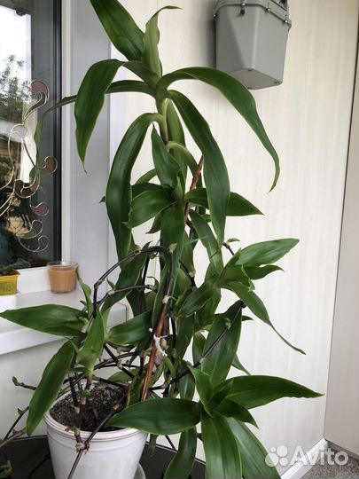 Пеларгония герань