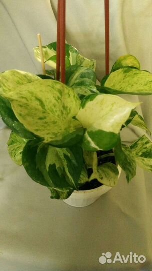 Эпипремнум