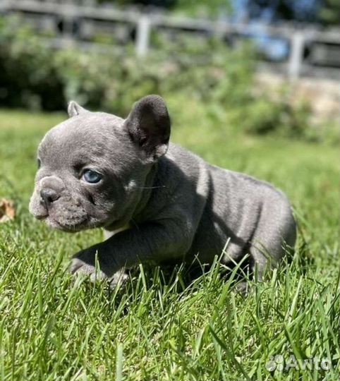 Французский бульдог щенки мини