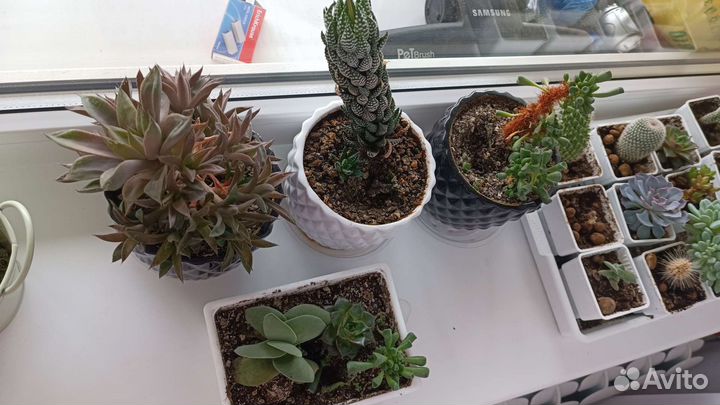 Кактусы и суккуленты