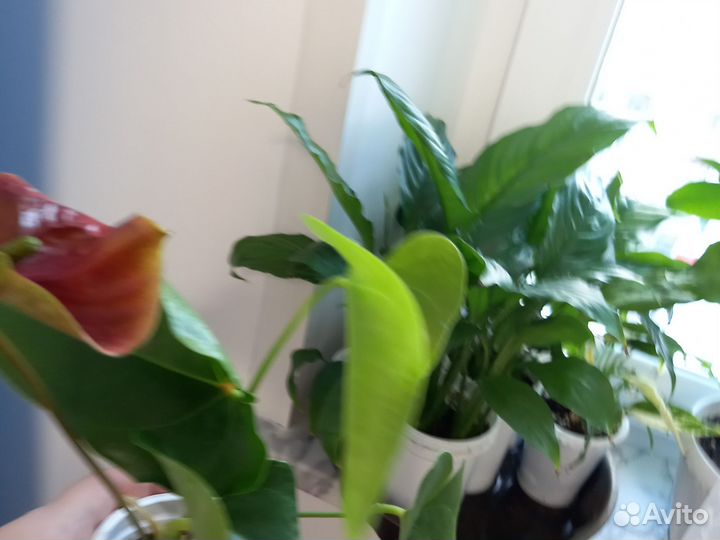 Антуриум оранжевый