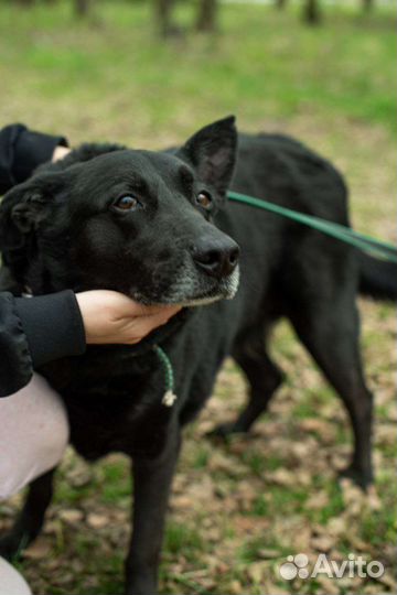 Собака из приюта ищет свой дом