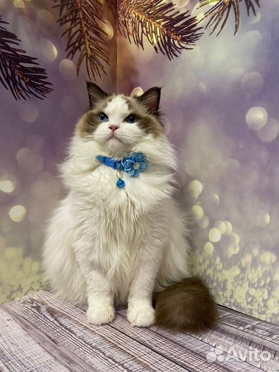 Мальчик Рэгдолл