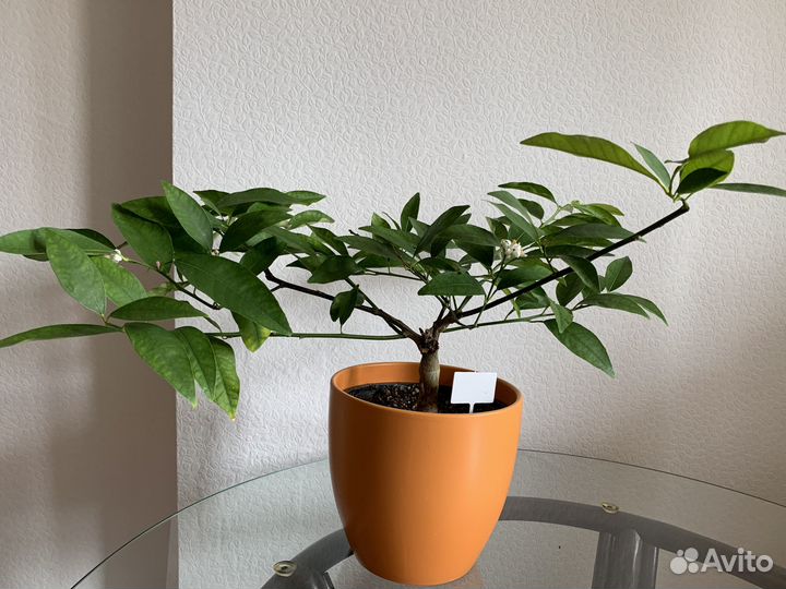 Цветущий лайм Рангпур