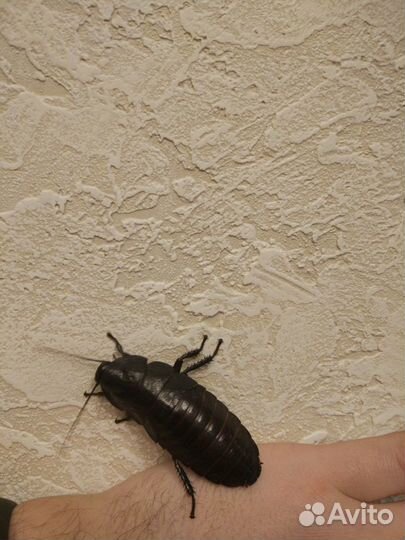 Мадагаскарские тараканы