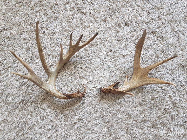 Рога косули