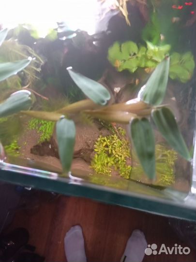 Аквариумные растения