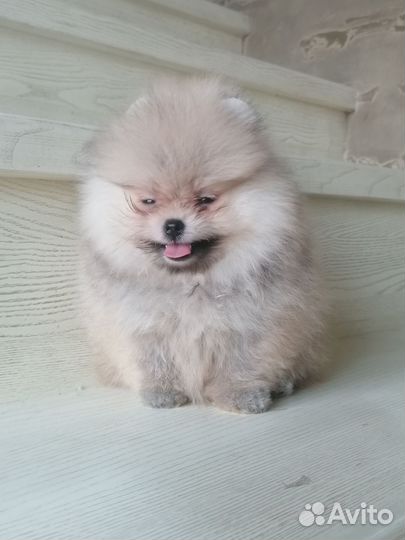 Девочка мини. Доставка