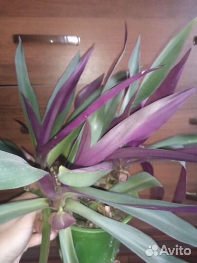 Цветы ухоженные красивые