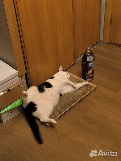 Кот любителям котов