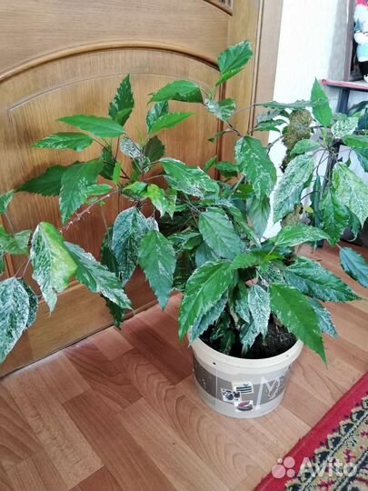 Роза с окаймленными листьями