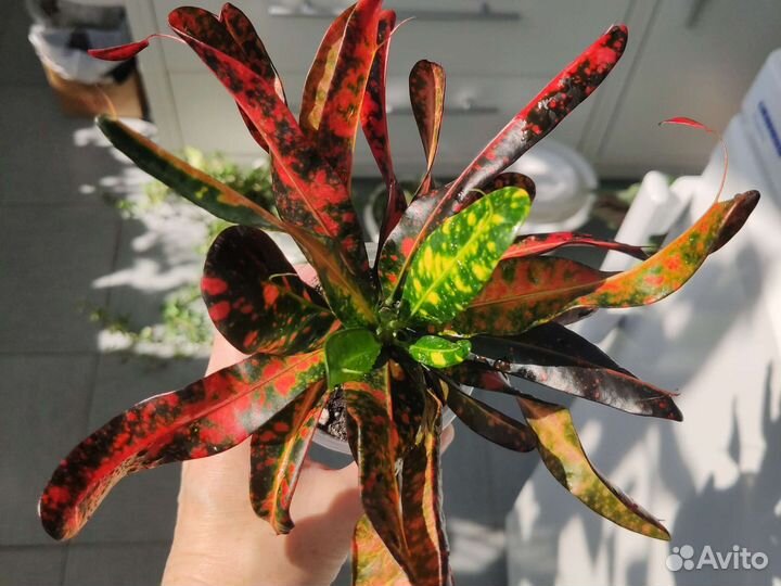 Кодиеум кротон Батик