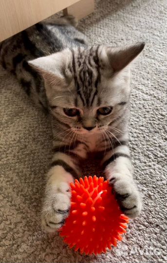 Британские мраморные котята