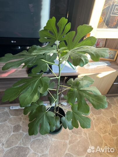 Саженцы инжира