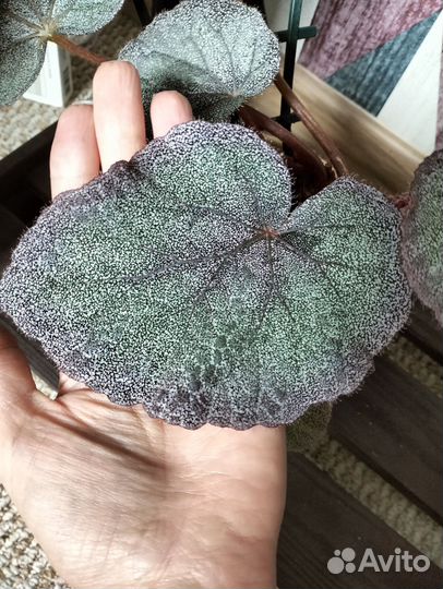 Бегония Тайская синяя