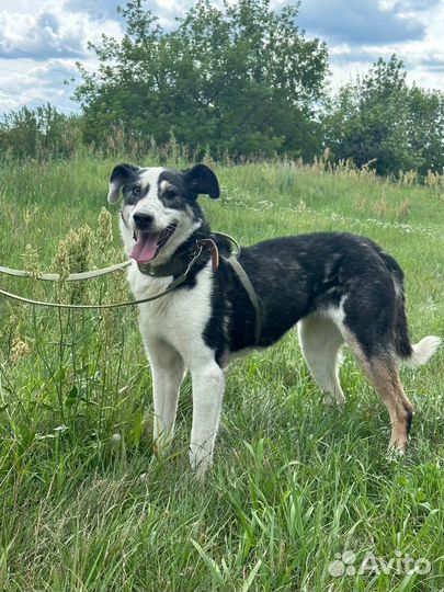 Собака с глазами разного цвета