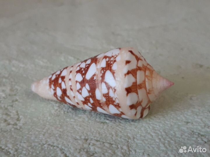 Морская ракушка Conus ammiralis 60 мм