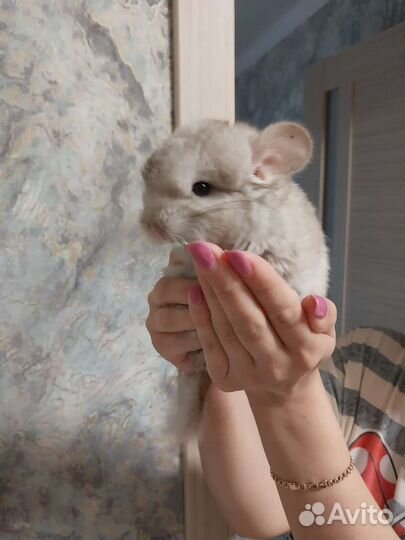Шиншилла