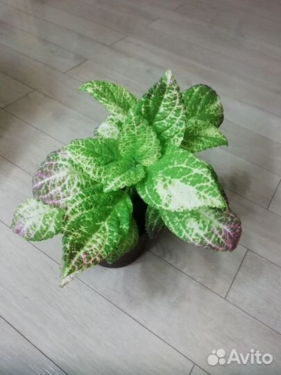 Колеус аватар,бегония Черный Вельвет