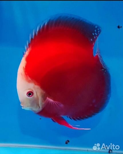 Продажа дискусов