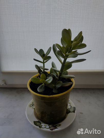 Крассула толстянка