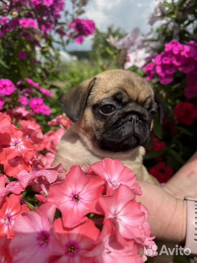 Щенки мопса