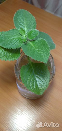 Продам цветы комнатные