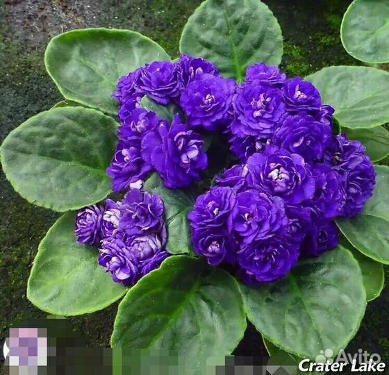 Фиалки набор №8 укорененных листов 7 разных сортов