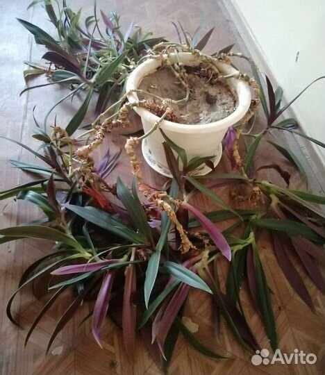 Комнатные растения цветы в ассортименте