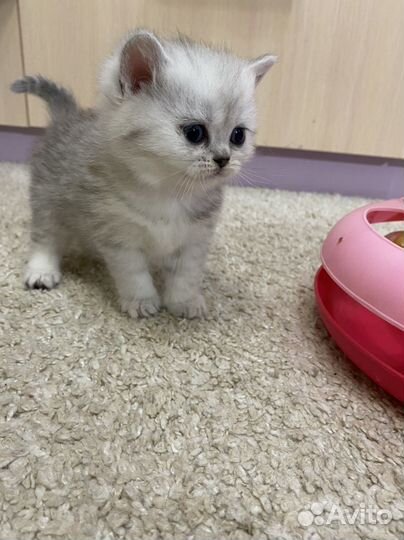 Шотландские котята