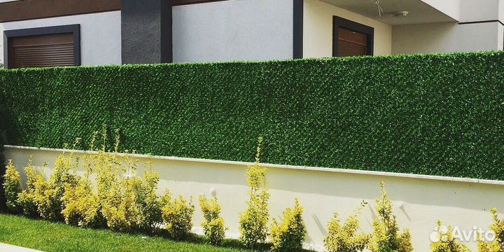 Зеленый Калифорнийский забор - изгородь