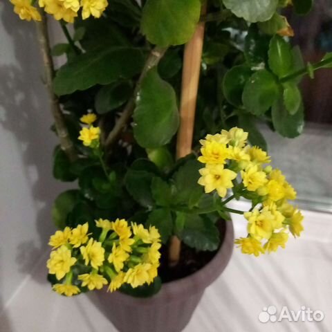 Желтый каланхоэ