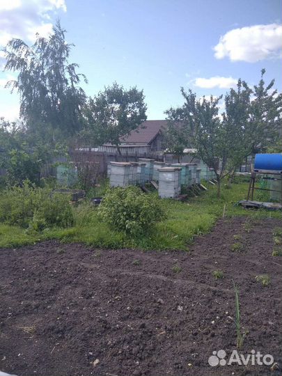 Пчелы улья пасеку