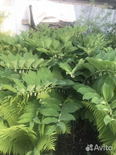 Многолетники разные