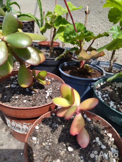 Крассула толстянка, каланхоэ, герань, алоэ