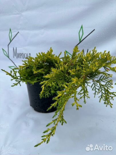 Можжевельник Голд Стар