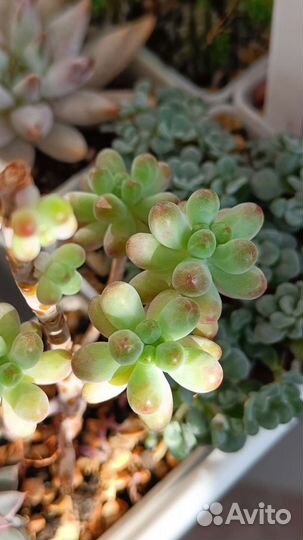 Суккуленты 1