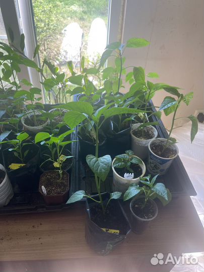 Рассада перца сладкого,помидоры чери, для теплица