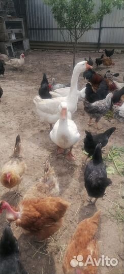 Семья гусей