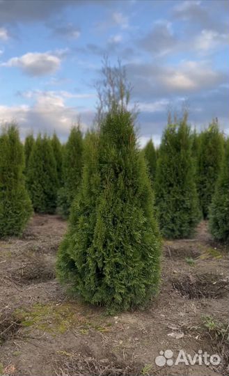 Туя западная 