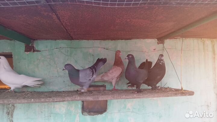 Голуби широкохвостые