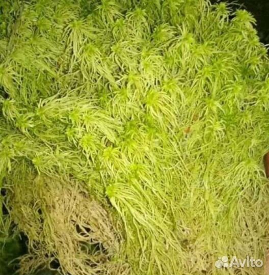 Мох сфагнум живой