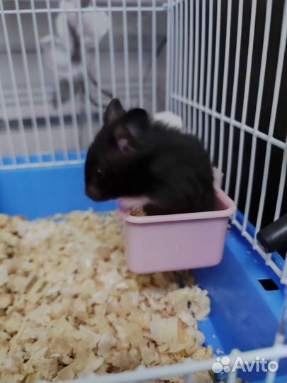 Сирийский хомяк малыш