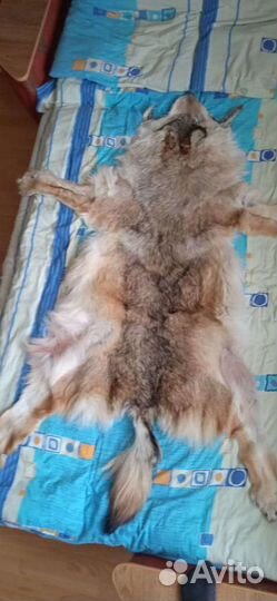Шкура волка большая