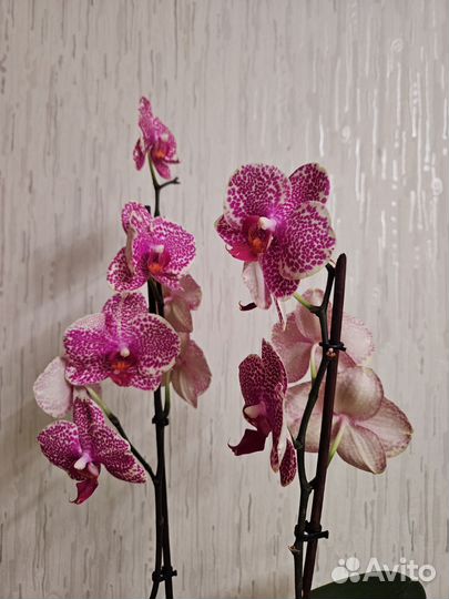 Орхидея Фаленопсис Ред Сезам(Red Sesame)