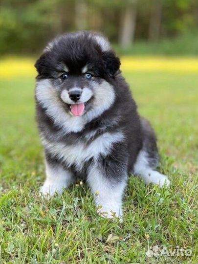 Помски Медвежонок /мини хаски