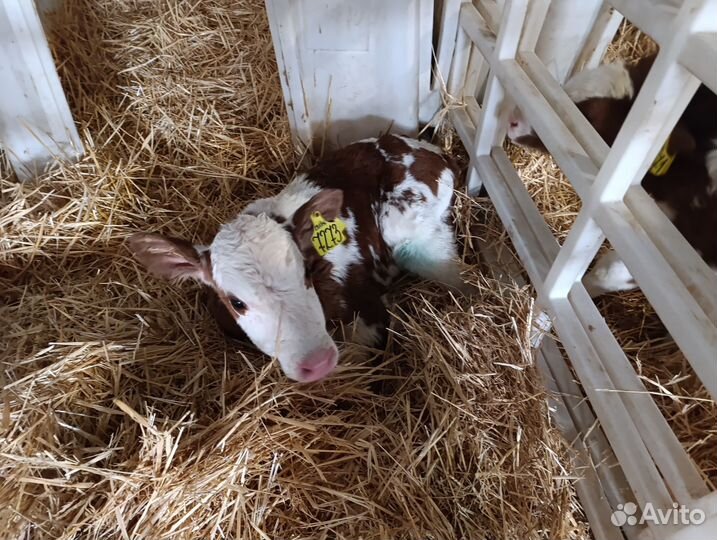 Телята бычки