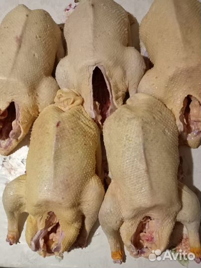 Гусиное мясо