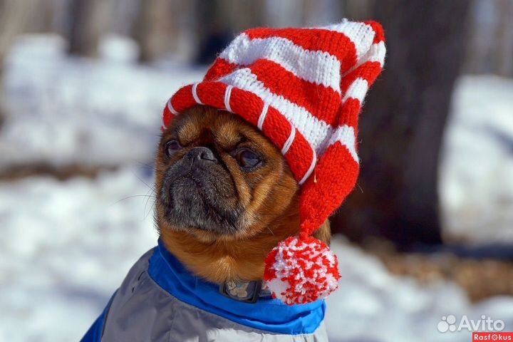 Аренда собаки для фотосессии